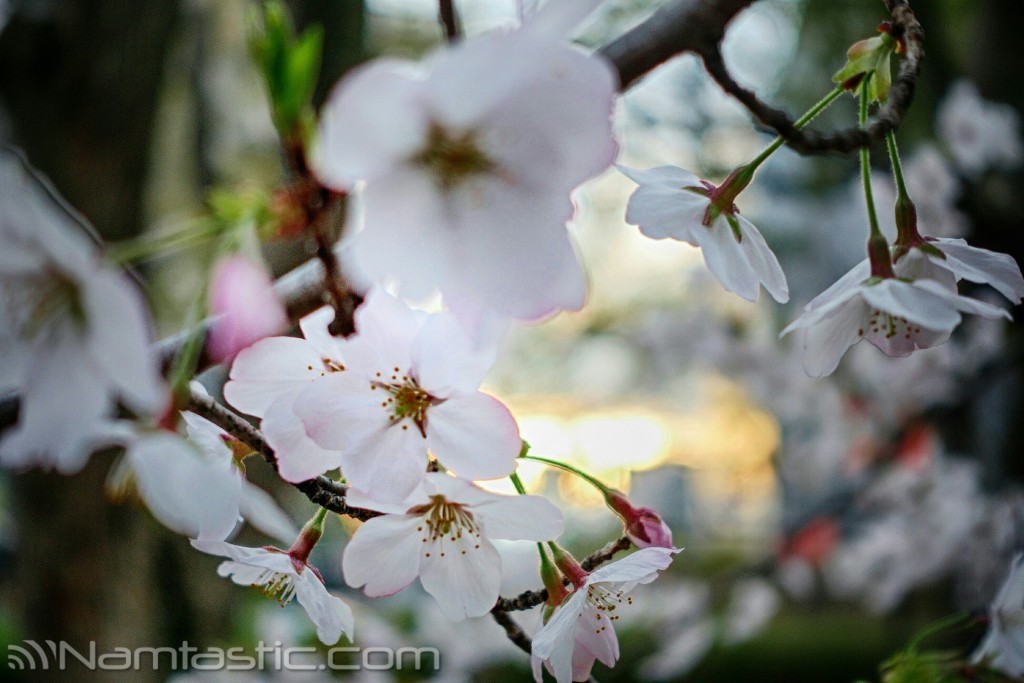 Cherry blossoms OsakaDSC03423-HDR-01