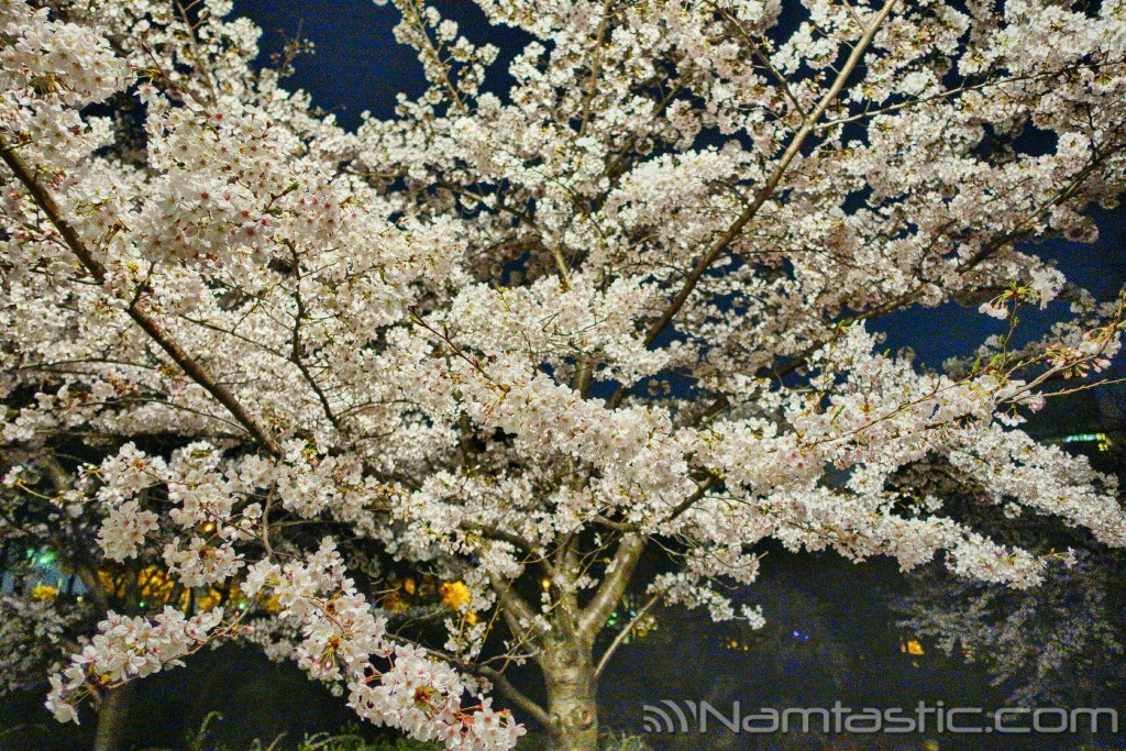 Cherry blossoms OsakaDSC03452-HDR